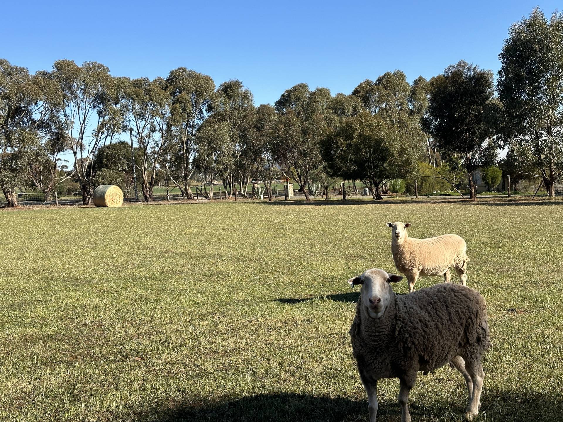 Lot 229 Graham St, Burra - Thumbnail 3