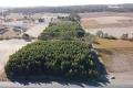 AFFORESTATION BLOCK