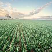 Buyer of a Rural in Condowie