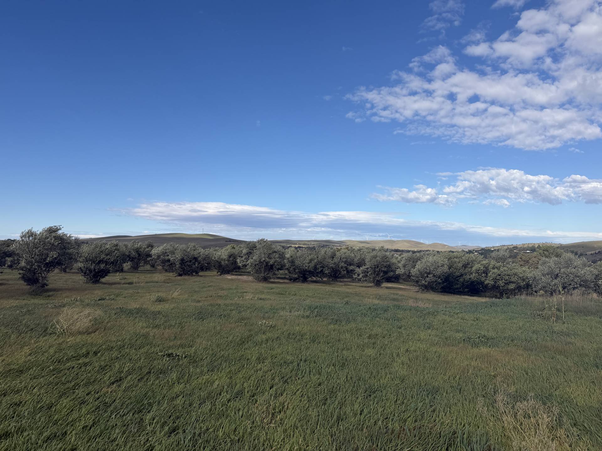 Lot 15 West Terrace, Burra - Thumbnail 4