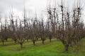 9.37 Hectare Orchard Orrvale