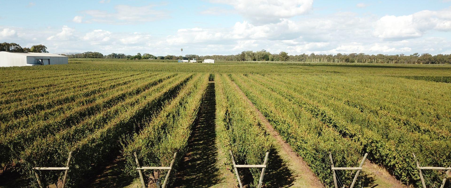 Quality Shepparton District Orchard 55 Hectares Youngs and Co