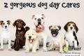 LOOK - Profitable Dog Day Care, 2 Locations!